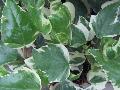Variegated Algerian Ivy / Hedera canariensis 